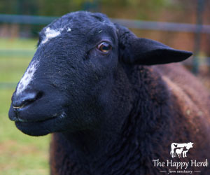 Norman - Happy Herd Farm Sanctuary