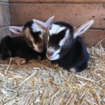 Baby Goats at The Happy Herd