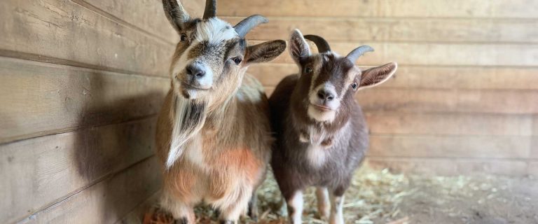 A few days before Halloween,2018, we received a call from a Langley Veterinary Clinic informing us that there was an RCMP officer driving around with 2 goats in the back of his cruiser in need of a bed for the night. Thanks to a concerned neighbour, they were seized from a family in a residential home who had purchased them at auction to be used for meat. We fell in love with these two female miniature goats, Smudge and Puddin, and knew that this would be their forever home. Much to our surprise, they both turned out to be pregnant and gave birth just a few months later. Smudge had twins, Bubbles & Squeak, and Puddin had 2 babies, sadly one of her babies passed and only Tinker survived. This family of 5 are inseparable, living their best lives at the Happy Herd. It is truly beautiful to watch this family grow up together and thrive. Being born at the sanctuary, these babies will never know anything but love, kindness, and freedom.